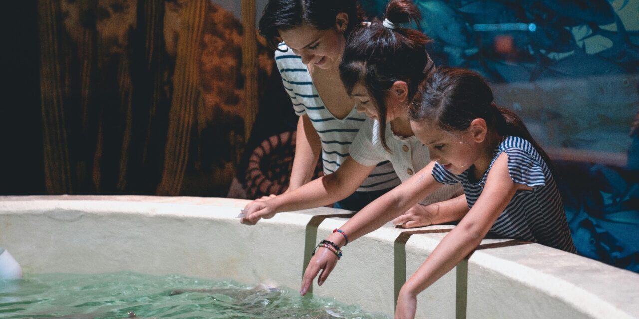 Los peces más adecuados para principiantes