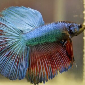 https://www.pecesbogota.com/wp-content/uploads/2024/02/prod-Betta-macho2-300x300.jpg